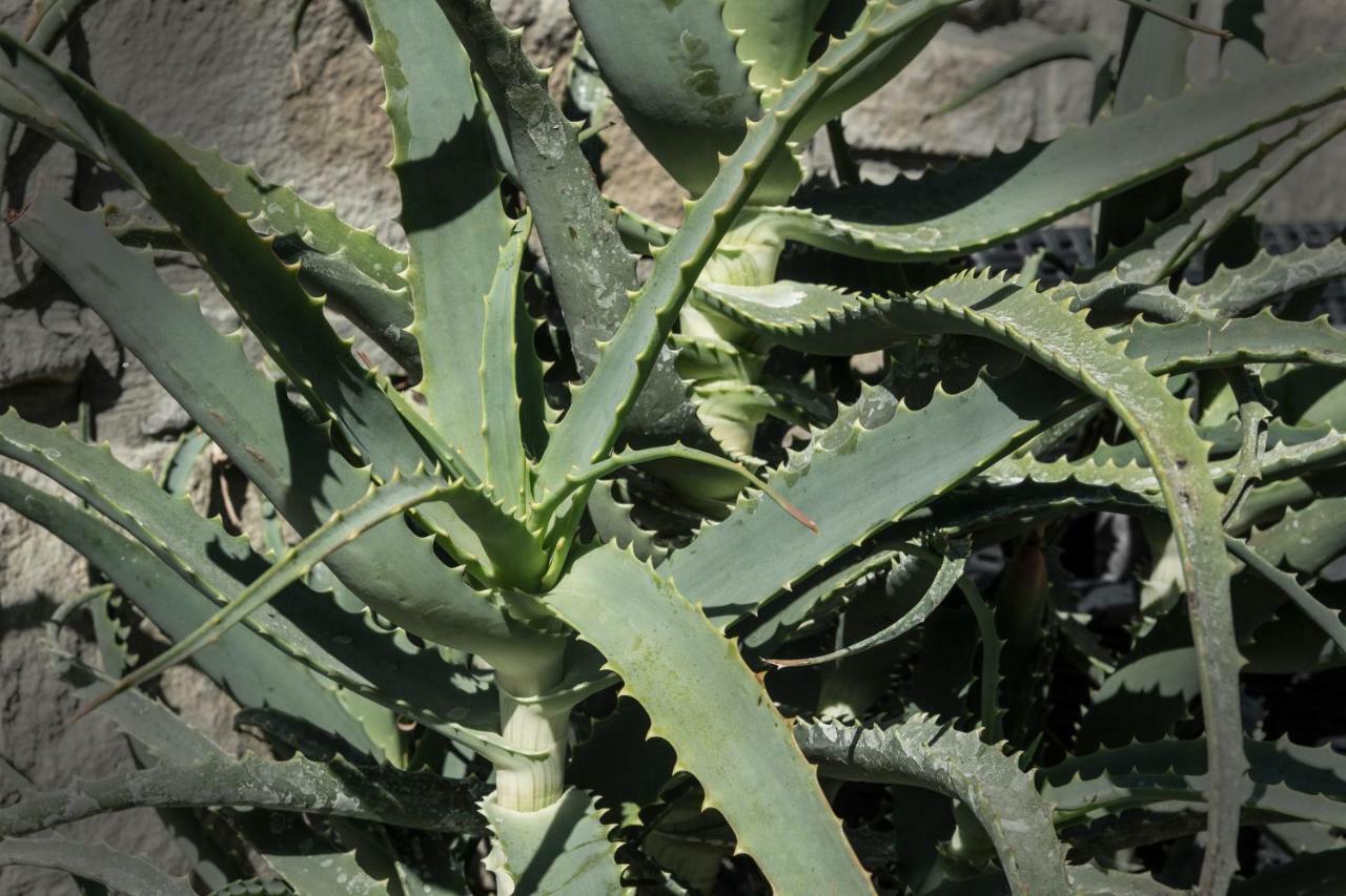 הוילה וולאסטרה The Garden מראה חיצוני תמונה